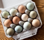 One Dozen Eggs